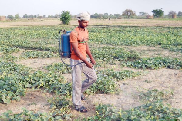 फसल कीट (Crop Pest) व बीमारी निगरानी पर प्रशिक्षण