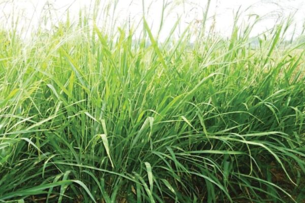 पशुओं के लिए खास गिनी घास (Guinea Grass)