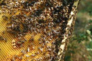 शहद क्रांति (Honey Revolution)