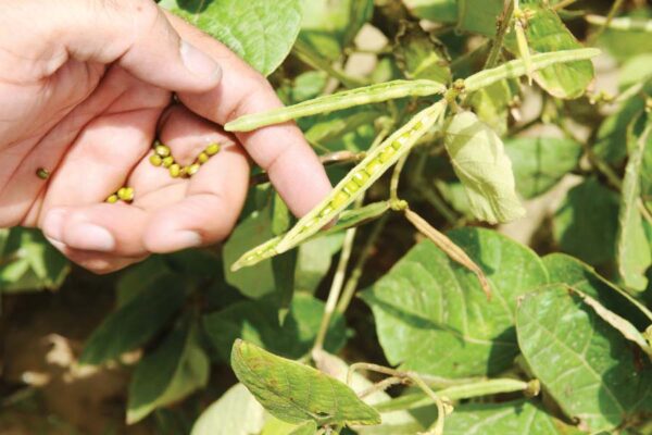 गरमी में मूंग की खेती (Moong Cultivation) में नई तकनीक