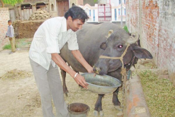 गरमियों में पशुओं की देखभाल (Animal Care)