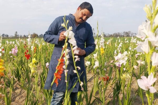 तराई में हो रही रंग बिरंगे फूलों की खेती (Flower Farming)