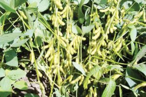 सोयाबीन की खेती (Soybean Cultivation)