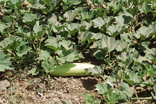 बेल वाली सब्जियां (Climbing Vegetables)