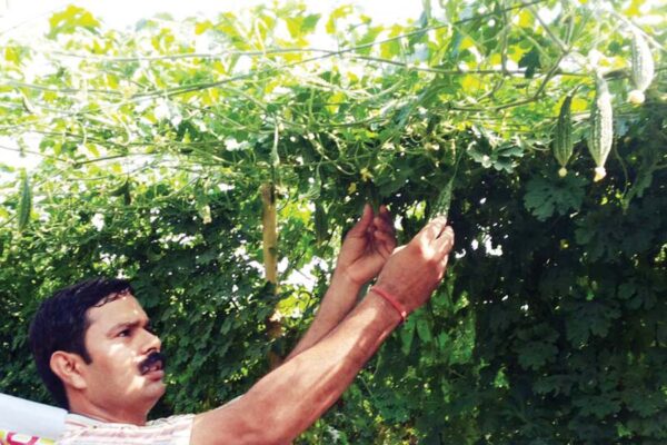 बेल वाली सब्जियां (Climbing Vegetables)