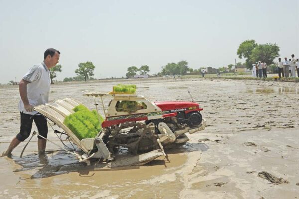 धान (Paddy) की वैज्ञानिक खेती