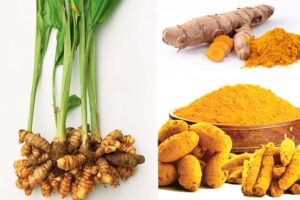 हलदी (Turmeric) की उन्नत खेती