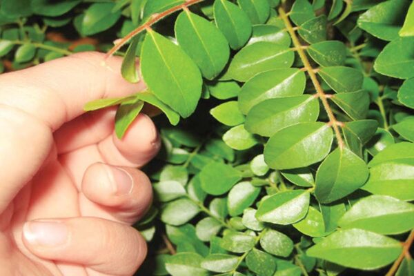 करी पत्ता (Curry Leaves) की विदेशों में भी है मांग