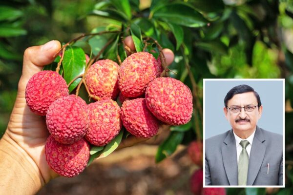 स्ट्राबेरी के बाद अब लीची (Litchi) जैसी फसल भी उगा सकेंगे किसान