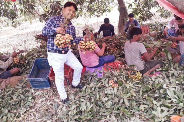 लीची की उन्नत बागबानी (Litchi Horticulture)