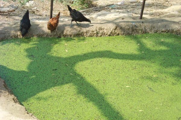 नील हरित शैवाल (Blue Green Algae) से खेती में फायदा