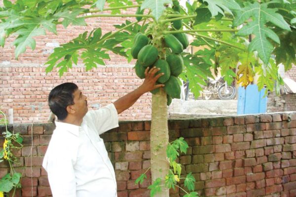 पपीता (Papaya)