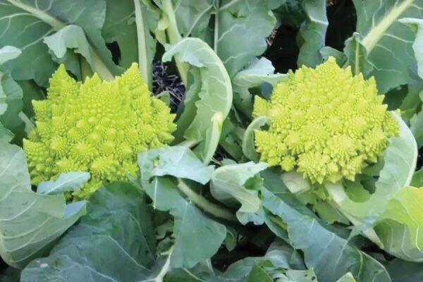 रोमनेस्को ब्रोकोली (Romanesco Broccoli) एक अनोखी गोभी