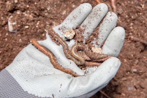 प्राकृतिक खेती (Natural Farming) में जीवाणु व केंचुए कैसे हैं मददगार