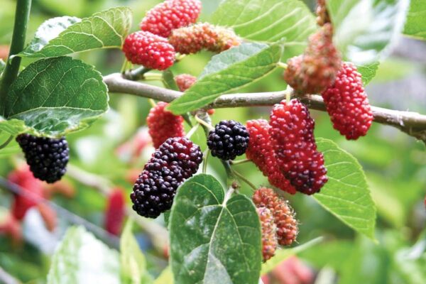 बागबानी : शहतूत की खेती (Mulberry Cultivation)