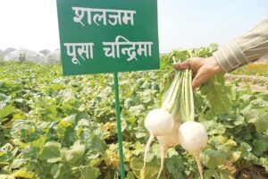 जड़ वाली सब्जियों (Root Vegetables)