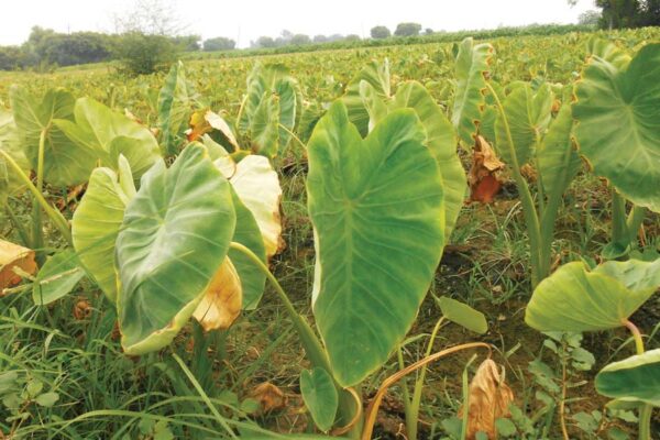 जड़ वाली सब्जियों (Root Vegetables)