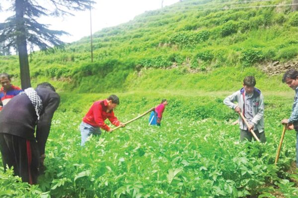 आलू की खेती (Potato Cultivation)