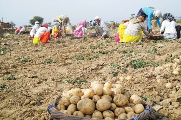 आलू की खेती (Potato Farming)