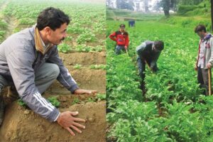 आलू की खेती (Potato Farming)