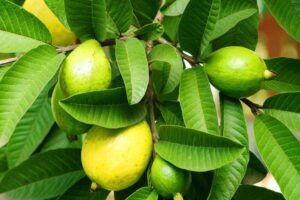 अमरूद (Guava) की फसल में कीट और रोग प्रबंधन