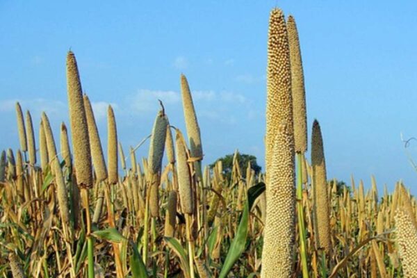 बाजरा (millet) की उन्नत किस्मों से बढ़े पैदावार