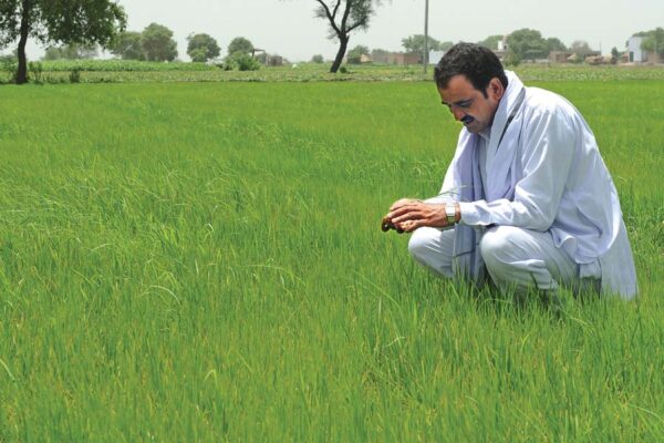 धान (Paddy)