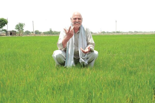 धान (Paddy) की वैज्ञानिक खेती