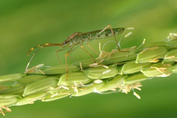 धान (Paddy) का समेकित कीट प्रबंधन