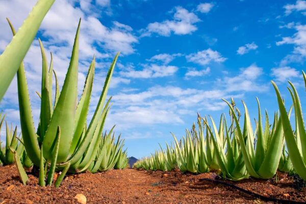 जानकारी ले कर करें एलोवेरा (Aloe Vera) की खेती