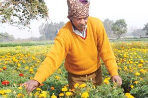 गेंदे (Marigold)