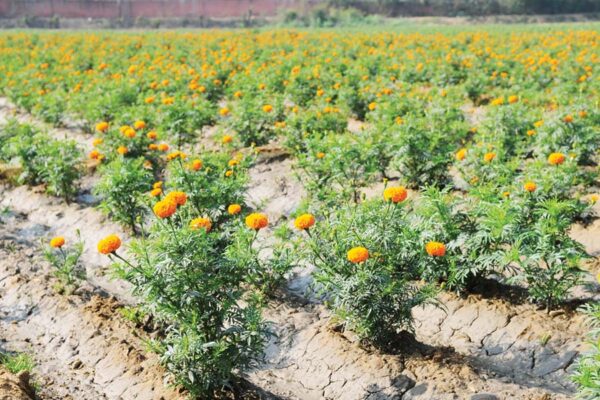 गेंदे (Marigold)