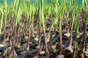 टिशु कल्चर (Tissue Culture) तकनीक और पौलीबैग प्लांटिंग (Polybag Planting) से उगाएं गन्ने के बीज