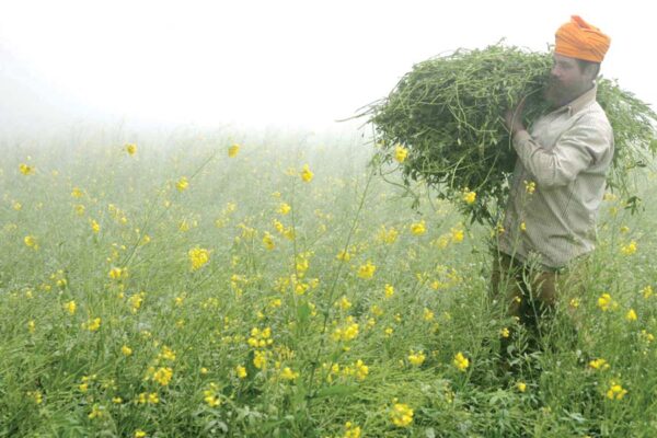 मुख्य फसलों में खरपतवार नियंत्रण (Weed Control)