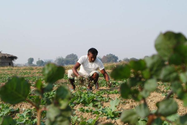 खरपतवार नियंत्रण (Weed Control)