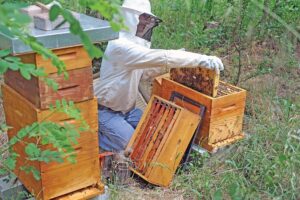 मधुमक्खीपालन (Beekeeping)