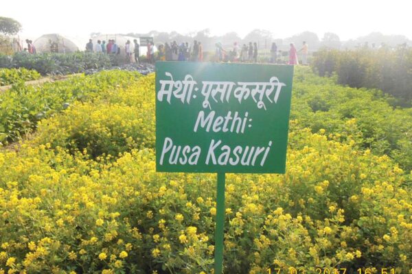 बीजीय मसाला फसल (Seed Spice Crops)