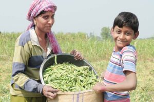 मटर (Peas) की वैज्ञानिक तरीके से खेती