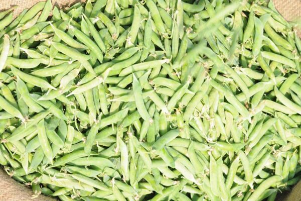 मटर (Peas)