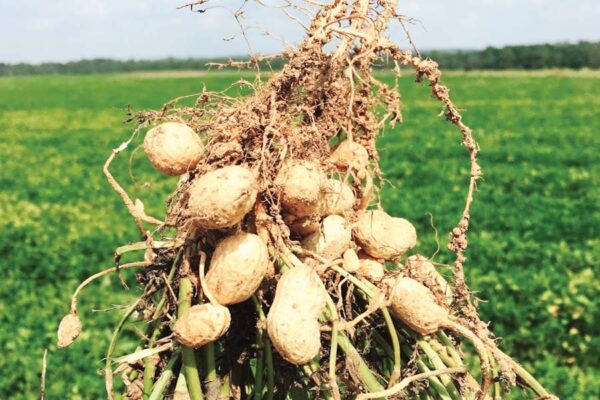 मूंगफली की खेती (Peanut Cultivation)