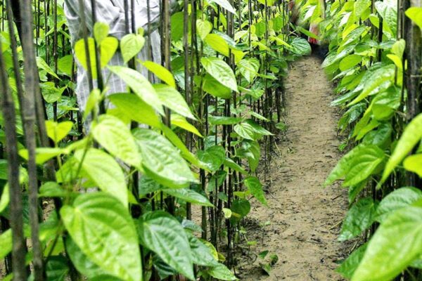 ऐसे करें पान (Betel Leaf) की खेती