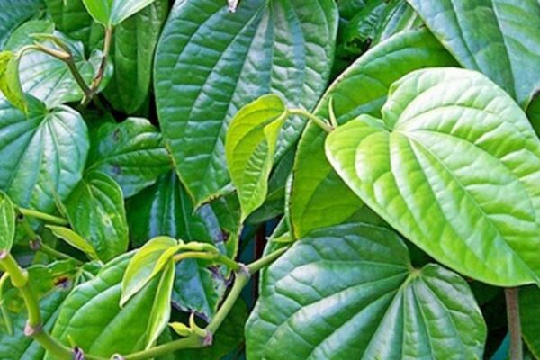 पान (Betel Leaf)