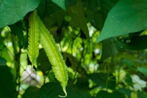 सेम (Beans) की अलग किस्म पंखिया सेम