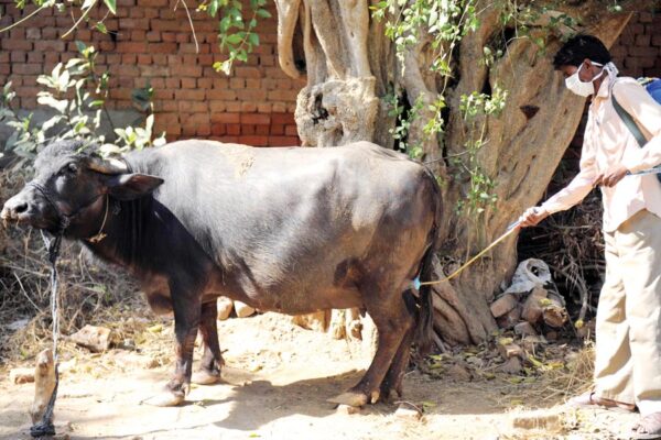 वैज्ञानिक विधि द्वारा करें पशुओं का प्रबंधन (Animal Management)