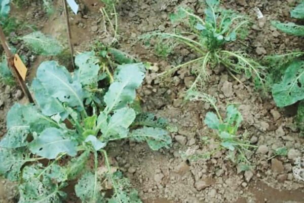 धान की सीधी बिजाई (direct sowing of paddy)