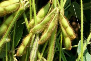 सोयाबीन (Soybean)