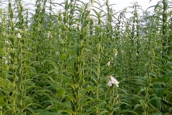 तिल की खेती (Sesame Cultivation) में लागत कम मुनाफा ज्यादा