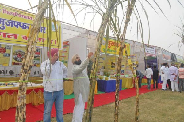 गन्ना (sugarcane)