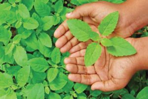 तुलसी की खेती (Basil Cultivation)