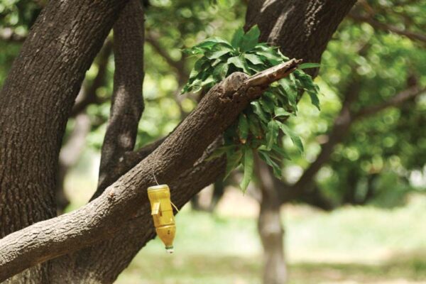 आम (Mango)